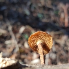 Lentinus arcularius at O'Malley, ACT - 21 Jun 2017