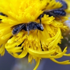 Lasioglossum (Chilalictus) lanarium (Halictid bee) at Macquarie, ACT - 29 Nov 2014 by Heino