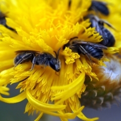 Lasioglossum (Chilalictus) lanarium at Macquarie, ACT - 30 Nov 2014 12:00 AM