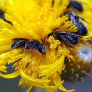 Lasioglossum (Chilalictus) lanarium at Macquarie, ACT - 30 Nov 2014 12:00 AM