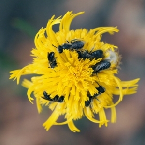 Lasioglossum (Chilalictus) lanarium at Macquarie, ACT - 30 Nov 2014 12:00 AM