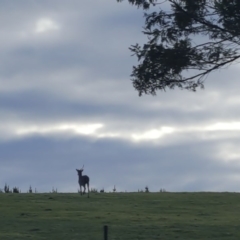 Cervus unicolor (Sambar Deer) at Pericoe, NSW - 12 Jun 2017 by DebLewis