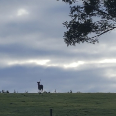Cervus unicolor (Sambar Deer) at Pericoe, NSW - 12 Jun 2017 by DebLewis