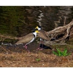 Vanellus miles (Masked Lapwing) at Millingandi, NSW - 19 Jun 2017 by JulesPhotographer