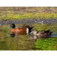 Anas castanea (Chestnut Teal) at Millingandi, NSW - 19 Jun 2017 by JulesPhotographer