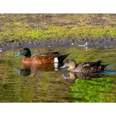 Anas castanea (Chestnut Teal) at Millingandi, NSW - 19 Jun 2017 by JulesPhotographer