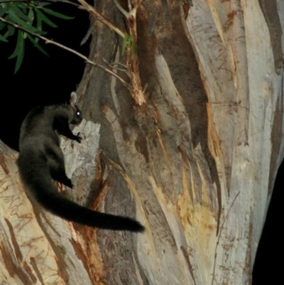 Petaurus australis (Yellow-bellied Glider) at Bournda, NSW - 8 Feb 2015 by insideleft