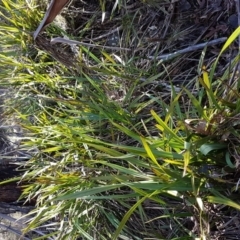 Dianella tasmanica (Tasman Flax Lily) at Mount Clear, ACT - 21 Jun 2017 by Maliyan