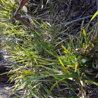 Dianella tasmanica (Tasman Flax Lily) at Mount Clear, ACT - 21 Jun 2017 by Maliyan
