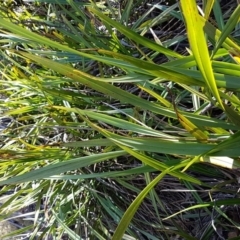 Dianella tasmanica at Mount Clear, ACT - 21 Jun 2017