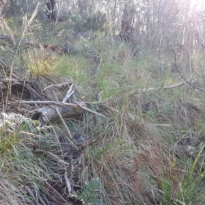 Poa helmsii at Mount Clear, ACT - 21 Jun 2017 10:41 AM