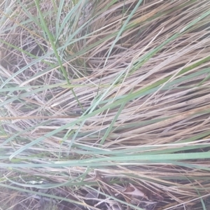 Poa helmsii at Mount Clear, ACT - 21 Jun 2017 10:41 AM