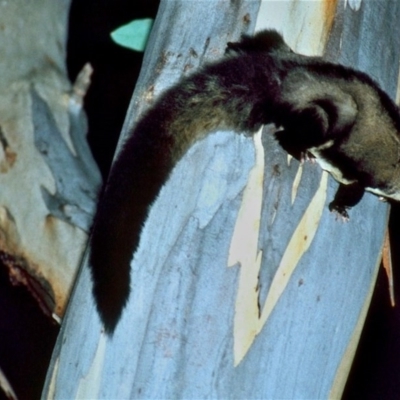 Petaurus australis (Yellow-bellied Glider) at Kalaru, NSW - 8 May 1994 by insideleft