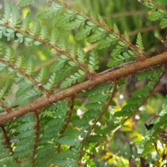 Polystichum proliferum (Mother Shield Fern) at Mount Clear, ACT - 21 Jun 2017 by LukeJ