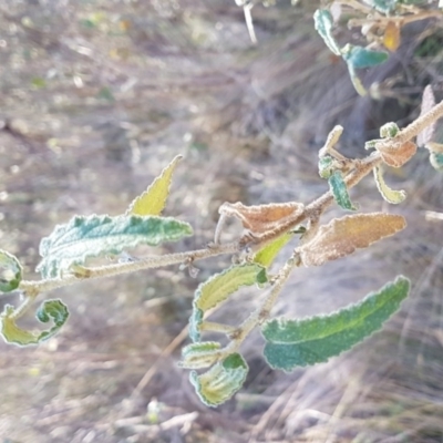 Gynatrix pulchella (Hemp Bush) at Booth, ACT - 21 Jun 2017 by LukeJ