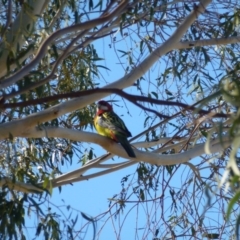 Platycercus eximius (Eastern Rosella) at Greenway, ACT - 21 Jun 2017 by ozza