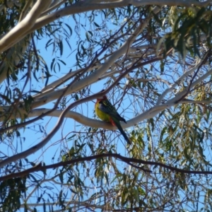 Platycercus eximius at Greenway, ACT - 21 Jun 2017 01:54 PM