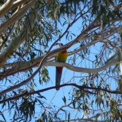 Platycercus eximius at Greenway, ACT - 21 Jun 2017 01:54 PM