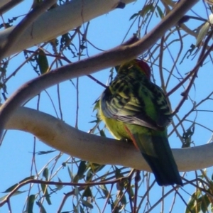 Platycercus eximius at Greenway, ACT - 21 Jun 2017 01:54 PM