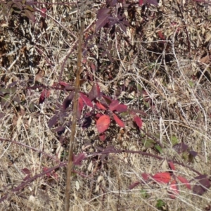 Rubus anglocandicans at Greenway, ACT - 21 Jun 2017