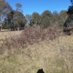 Rubus anglocandicans at Greenway, ACT - 21 Jun 2017