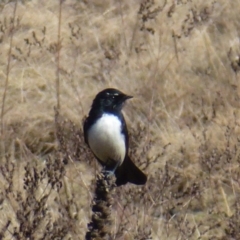 Rhipidura leucophrys (Willie Wagtail) at Greenway, ACT - 21 Jun 2017 by ozza