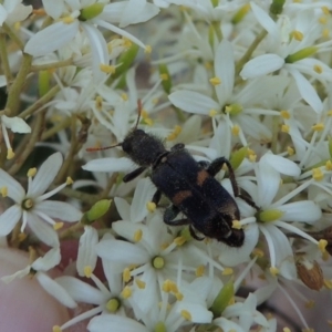 Eleale pulchra at Tennent, ACT - 16 Jan 2017 08:02 PM