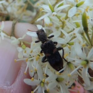 Eleale pulchra at Tennent, ACT - 16 Jan 2017 08:02 PM