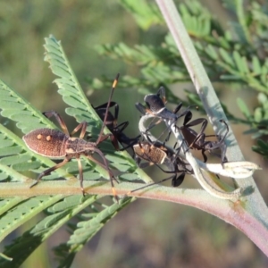 Mictis profana at Tennent, ACT - 4 Jan 2017