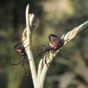 Mictis profana at Tennent, ACT - 4 Jan 2017