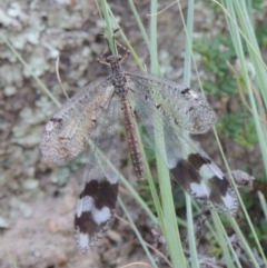 Glenoleon falsus (Antlion Lacewing) at Tharwa, ACT - 4 Jan 2017 by michaelb