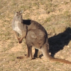 Osphranter robustus robustus (Eastern Wallaroo) at Tennent, ACT - 21 Jun 2017 by MichaelBedingfield