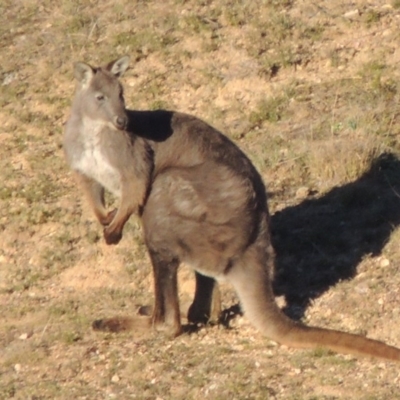 Osphranter robustus robustus (Eastern Wallaroo) at Tennent, ACT - 21 Jun 2017 by MichaelBedingfield