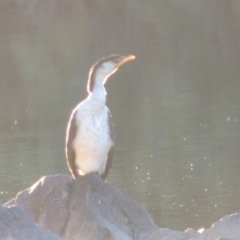 Microcarbo melanoleucos (Little Pied Cormorant) at Tennent, ACT - 21 Jun 2017 by michaelb