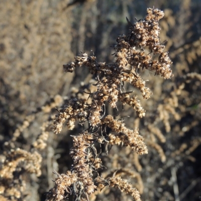 Artemisia verlotiorum (Chinese Mugwort) at Tennent, ACT - 21 Jun 2017 by MichaelBedingfield