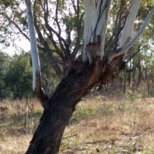 Strepera versicolor at Greenway, ACT - 11 May 2017