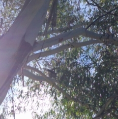 Strepera versicolor at Greenway, ACT - 11 May 2017