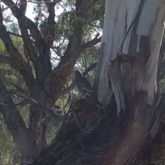 Strepera versicolor at Greenway, ACT - 11 May 2017