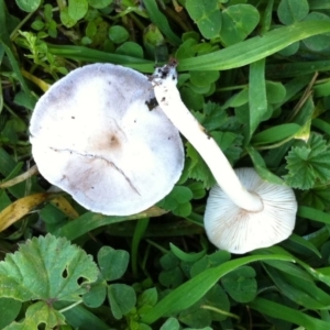 zz agaric (stem; gills white/cream) at Hughes, ACT - 22 Jun 2017