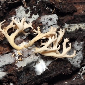 Ramaria filicicola at Macquarie, ACT - 31 Jul 2016 04:46 PM