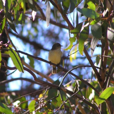 Acanthiza reguloides (Buff-rumped Thornbill) at Greenway, ACT - 21 Jun 2017 by MatthewFrawley