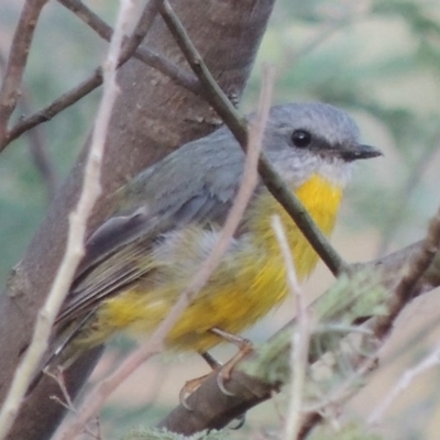 Eopsaltria australis (Eastern Yellow Robin) at Tennent, ACT - 2 Mar 2014 by michaelb