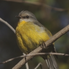 Eopsaltria australis (Eastern Yellow Robin) at Gigerline Nature Reserve - 21 Jun 2017 by MichaelBedingfield