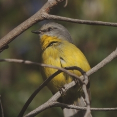 Eopsaltria australis at Tennent, ACT - 21 Jun 2017 12:00 AM