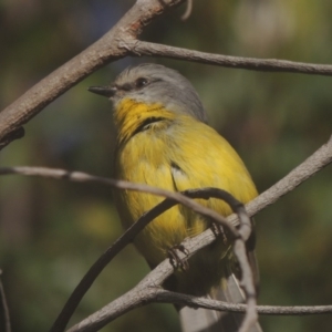 Eopsaltria australis at Tennent, ACT - 21 Jun 2017