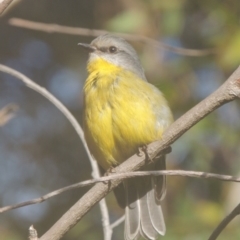 Eopsaltria australis at Tennent, ACT - 21 Jun 2017