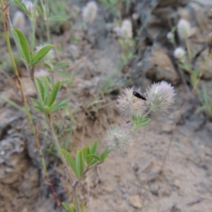 Trifolium arvense var. arvense at Tennent, ACT - 4 Jan 2017 08:07 PM