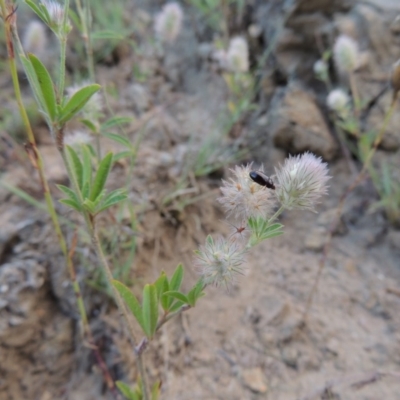 Trifolium arvense var. arvense (Haresfoot Clover) at Tennent, ACT - 4 Jan 2017 by michaelb