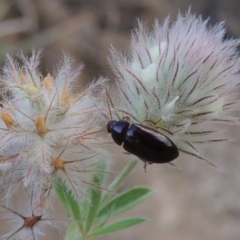 Alleculinae sp. (Subfamily) (Unidentified Comb-clawed beetle) at Tennent, ACT - 4 Jan 2017 by michaelb