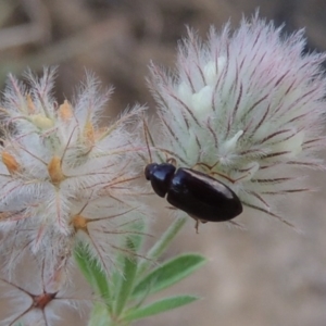 Alleculinae sp. (Subfamily) at Tennent, ACT - 4 Jan 2017 08:07 PM